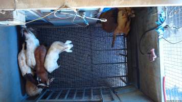 Goats picked off one by one in stunning pen, dragged into kill room - Screenshot from hidden camera footage - Captured at Brisbane Valley Meats, Esk QLD Australia.