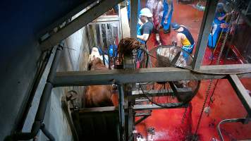 Cow sinking to floor in knockbox - Screenshot from hidden camera footage - Captured at Brisbane Valley Meats, Esk QLD Australia.