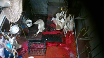 Sheep killed and shackled - Screenshot from hidden camera footage - Captured at Brisbane Valley Meats, Esk QLD Australia.