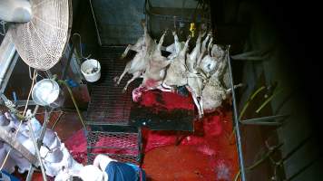 Sheep killed and shackled - Screenshot from hidden camera footage - Captured at Brisbane Valley Meats, Esk QLD Australia.