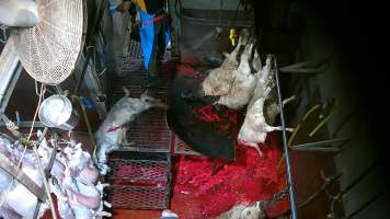 Goats and sheep killed and shackled - Screenshot from hidden camera footage - Captured at Brisbane Valley Meats, Esk QLD Australia.