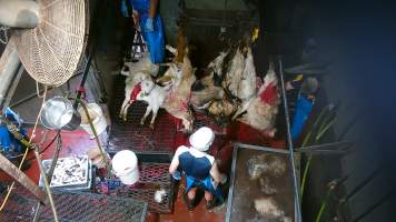 Goats killed and shackled - Bodies dumped in scalding tank. Screenshot from hidden camera footage. - Captured at Brisbane Valley Meats, Esk QLD Australia.