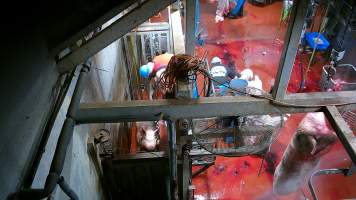 Pig electrically stunned in knockbox - Screenshot from hidden camera footage - Captured at Brisbane Valley Meats, Esk QLD Australia.