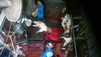 Goats killed and shackled - Screenshot from hidden camera footage - Captured at Brisbane Valley Meats, Esk QLD Australia.