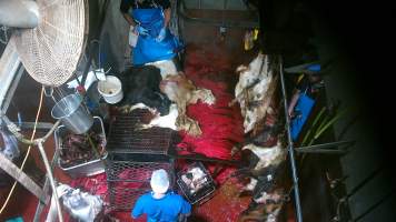 Goats killed and shackled - Screenshot from hidden camera footage - Captured at Brisbane Valley Meats, Esk QLD Australia.
