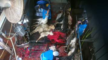 Goats killed and shackled - Screenshot from hidden camera footage - Captured at Brisbane Valley Meats, Esk QLD Australia.