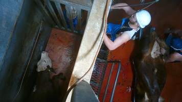'Stunned' cow on floor of knockbox - Screenshot from hidden camera footage - Captured at Brisbane Valley Meats, Esk QLD Australia.