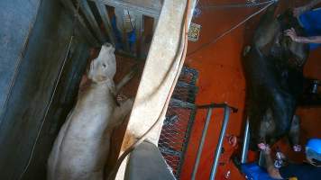 'Stunned' cow gasping on floor of knockbox - Screenshot from hidden camera footage - Captured at Brisbane Valley Meats, Esk QLD Australia.
