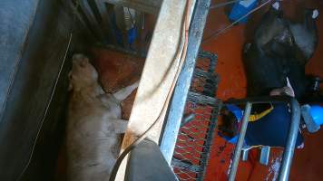 'Stunned' cow gasping on floor of knockbox - Screenshot from hidden camera footage - Captured at Brisbane Valley Meats, Esk QLD Australia.