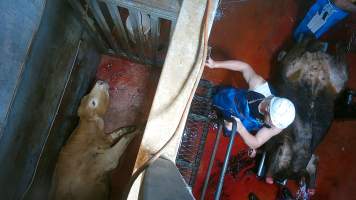 'Stunned' cow gasping on floor of knockbox - Screenshot from hidden camera footage - Captured at Brisbane Valley Meats, Esk QLD Australia.