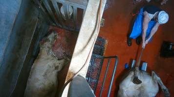 'Stunned' cow on floor of knockbox - Screenshot from hidden camera footage - Captured at Brisbane Valley Meats, Esk QLD Australia.