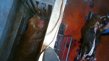'Stunned' cow on floor of knockbox - Worker pokes with knife sharpener. To the right, a slaughtered cow is being skinned and butchered. Screenshot from hidden camera footage. - Captured at Brisbane Valley Meats, Esk QLD Australia.