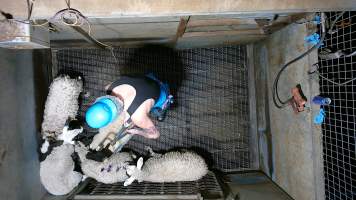 Sheep picked off one by one in stunning pen, dragged into kill room - Screenshot from hidden camera footage - Captured at Brisbane Valley Meats, Esk QLD Australia.