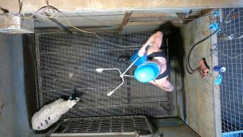 Worker comes for last sheep with electrical stunner - Screenshot from hidden camera footage - Captured at Brisbane Valley Meats, Esk QLD Australia.