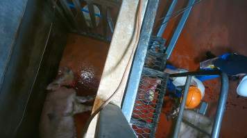 Pig on floor of knockbox with throat cut - Screenshot from hidden camera footage - Captured at Brisbane Valley Meats, Esk QLD Australia.