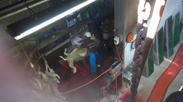 Sheep being hoisted to shackle line after throat cut - Screenshot from hidden camera footage - Captured at Carey Bros Abattoir, Yangan QLD Australia.