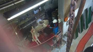 Sheep's throat being cut after 'stunning' - Screenshot from hidden camera footage - Captured at Carey Bros Abattoir, Yangan QLD Australia.