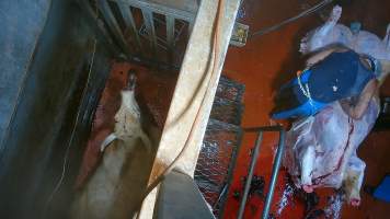 'Stunned' cow on floor of knockbox - Screenshot from hidden camera footage - Captured at Brisbane Valley Meats, Esk QLD Australia.