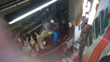 Sheep being hoisted to shackle line after throat cut - Screenshot from hidden camera footage - Captured at Carey Bros Abattoir, Yangan QLD Australia.