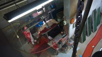 Pig on sticking table - Screenshot from hidden camera footage - Captured at Carey Bros Abattoir, Yangan QLD Australia.