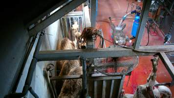 Camels in knockbox as others are butchered - Screenshot from hidden camera footage - Captured at Brisbane Valley Meats, Esk QLD Australia.
