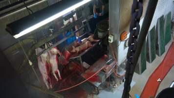 Piglets on sticking table - Screenshot from hidden camera footage - Captured at Carey Bros Abattoir, Yangan QLD Australia.