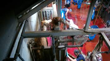 Camel in knockbox as others are butchered - Screenshot from hidden camera footage - Captured at Brisbane Valley Meats, Esk QLD Australia.