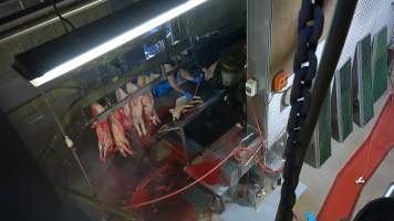 Gasping piglet shackled on sticking table - Screenshot from hidden camera footage - Captured at Carey Bros Abattoir, Yangan QLD Australia.