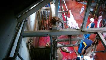 Slaughtered camels being butchered - Screenshot from hidden camera footage - Captured at Brisbane Valley Meats, Esk QLD Australia.