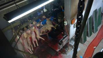 Gasping pig on sticking table - Screenshot from hidden camera footage - Captured at Carey Bros Abattoir, Yangan QLD Australia.