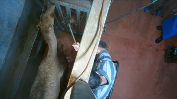 Camel in knockbox shot with long-range bolt gun - Screenshot from hidden camera footage - Captured at Brisbane Valley Meats, Esk QLD Australia.