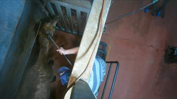 Camel in knockbox shot with long-range bolt gun - Screenshot from hidden camera footage - Captured at Brisbane Valley Meats, Esk QLD Australia.