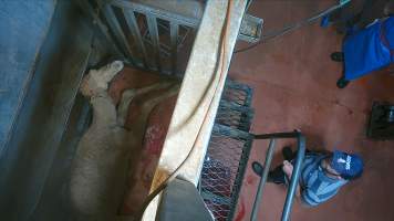 'Stunned' camel on floor of knockbox - Screenshot from hidden camera footage - Captured at Brisbane Valley Meats, Esk QLD Australia.