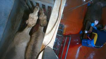 Two camels in knockbox - Screenshot from hidden camera footage - Captured at Brisbane Valley Meats, Esk QLD Australia.