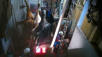 Shackled cows hanging, another tipped out of knockbox - Screenshot from hidden camera footage - Captured at Carey Bros Abattoir, Yangan QLD Australia.