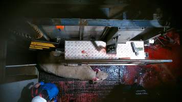 Cow with throat cut, after being tipped out of knockbox - Screenshot from hidden camera footage - Captured at Carey Bros Abattoir, Yangan QLD Australia.