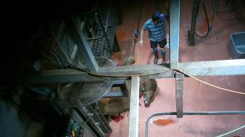 'Stunned' camel tipped out of knockbox - Screenshot from hidden camera footage - Captured at Brisbane Valley Meats, Esk QLD Australia.