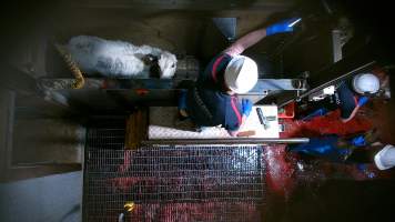 Cow in knockbox looking up - Screenshot from hidden camera footage - Captured at Carey Bros Abattoir, Yangan QLD Australia.