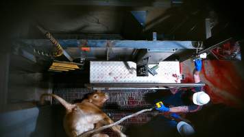 Cow being hoisted after tipout from knockbox - Screenshot from hidden camera footage - Captured at Carey Bros Abattoir, Yangan QLD Australia.