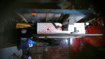 Cow gasping after being tipped out of knockbox - Screenshot from hidden camera footage - Captured at Carey Bros Abattoir, Yangan QLD Australia.