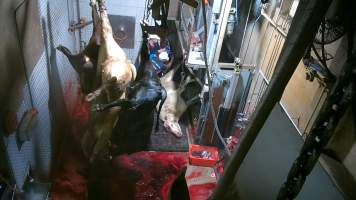 Shackled cows hanging, another tipped out of knockbox - Screenshot from hidden camera footage - Captured at Carey Bros Abattoir, Yangan QLD Australia.