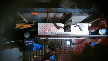 Cow gasping after being tipped out of knockbox - Screenshot from hidden camera footage - Captured at Carey Bros Abattoir, Yangan QLD Australia.