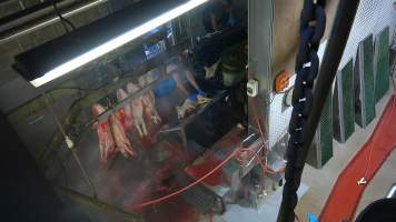 Paralysed piglet gasping after 'stunning' - Others hang from shackle line. Screenshot from hidden camera footage. - Captured at Carey Bros Abattoir, Yangan QLD Australia.