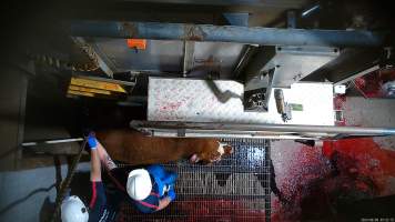 Cow tipped out of knockbox - Screenshot from hidden camera footage - Captured at Carey Bros Abattoir, Yangan QLD Australia.