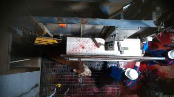 Cow tipped out of knockbox - Screenshot from hidden camera footage - Captured at Carey Bros Abattoir, Yangan QLD Australia.