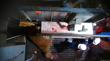 Cow tipped out of knockbox - Screenshot from hidden camera footage - Captured at Carey Bros Abattoir, Yangan QLD Australia.