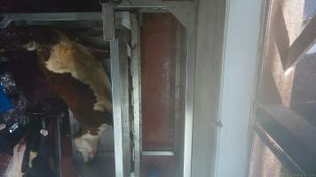 Cow hoisted after being tipped out of knockbox - Screenshot from hidden camera footage - Captured at Millmerran Meats, Millmerran QLD Australia.