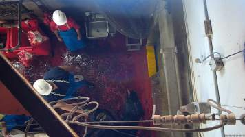 Shackled cow's head drags along bloody floor - Screenshot from hidden camera footage - Captured at Millmerran Meats, Millmerran QLD Australia.