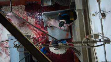 Pig electrically stunned - Screenshot from hidden camera footage - Captured at Millmerran Meats, Millmerran QLD Australia.