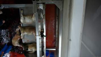 Sheep with throat cut falls onto bloody floor - Screenshot from hidden camera footage - Captured at Millmerran Meats, Millmerran QLD Australia.